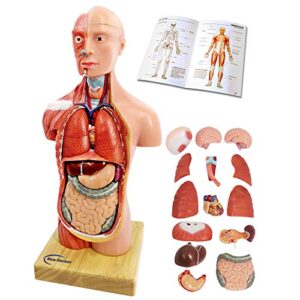 Newest 2023 Human Body Model for Kids,11 inch 15 Pcs Removable 3D Human Torso Anatomy Model with Heart Brain Skeleton Head Model for Medical Student Learning,Education Display,with Wooden Base,Ages 4+