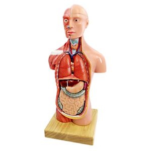 Newest 2023 Human Body Model for Kids,11 inch 15 Pcs Removable 3D Human Torso Anatomy Model with Heart Brain Skeleton Head Model for Medical Student Learning,Education Display,with Wooden Base,Ages 4+