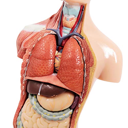 Newest 2023 Human Body Model for Kids,11 inch 15 Pcs Removable 3D Human Torso Anatomy Model with Heart Brain Skeleton Head Model for Medical Student Learning,Education Display,with Wooden Base,Ages 4+