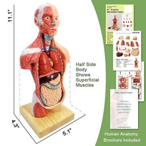 Newest 2023 Human Body Model for Kids,11 inch 15 Pcs Removable 3D Human Torso Anatomy Model with Heart Brain Skeleton Head Model for Medical Student Learning,Education Display,with Wooden Base,Ages 4+