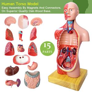 Newest 2023 Human Body Model for Kids,11 inch 15 Pcs Removable 3D Human Torso Anatomy Model with Heart Brain Skeleton Head Model for Medical Student Learning,Education Display,with Wooden Base,Ages 4+