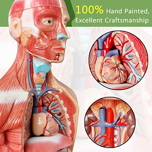 Newest 2023 Human Body Model for Kids,11 inch 15 Pcs Removable 3D Human Torso Anatomy Model with Heart Brain Skeleton Head Model for Medical Student Learning,Education Display,with Wooden Base,Ages 4+