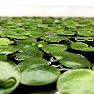 20+ Leaves Amazon Frogbit (+Free Bonus Plant) Live Floating Plant for Aquarium (Limnobium Laevigatum) by Aquarigram