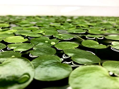 20+ Leaves Amazon Frogbit (+Free Bonus Plant) Live Floating Plant for Aquarium (Limnobium Laevigatum) by Aquarigram