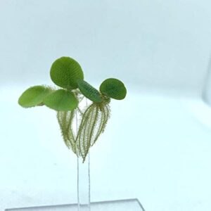 Aquarigram 50+ Leaves Water Spangles (+Mystery Plant) Salvinia Minima Aquarium Floating Plant by Aquarigram