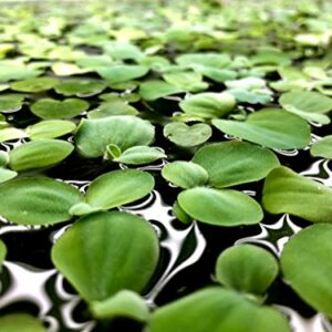 Aquarigram 12+ Leaves Water Lettuce (Dwarf) (+Free Bonus Plant) Live Floating Plant for Aquarium (Pistia stratioes)