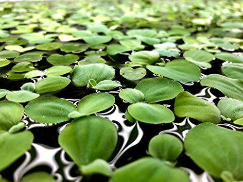 Aquarigram 12+ Leaves Water Lettuce (Dwarf) (+Free Bonus Plant) Live Floating Plant for Aquarium (Pistia stratioes)