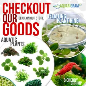 Aquarigram 12+ Leaves Water Lettuce (Dwarf) (+Free Bonus Plant) Live Floating Plant for Aquarium (Pistia stratioes)