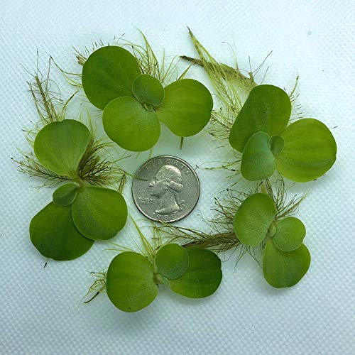 Aquarigram 12+ Leaves Water Lettuce (Dwarf) (+Free Bonus Plant) Live Floating Plant for Aquarium (Pistia stratioes)