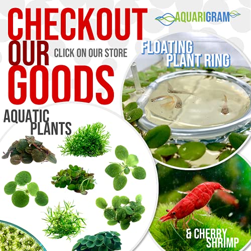 Aquarigram 30+ Leaves Red Root Floaters (+Free Bonus Plant) Live Floating Plants for Aquarium (Phyllanthus Fluitans)…