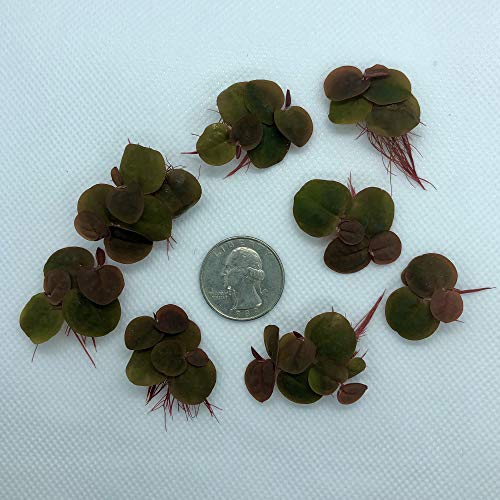 Aquarigram 30+ Leaves Red Root Floaters (+Free Bonus Plant) Live Floating Plants for Aquarium (Phyllanthus Fluitans)…