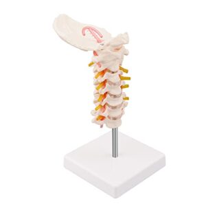 ultrassist cervical spine model with cervical vertebrae, cervical nerves, vertebral arteries & occipital plate for medical education