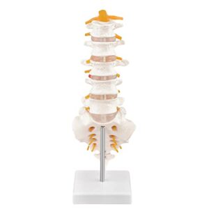 ultrassist human spine model with 5 lumbar vertebrae, herniation discs, lumbar nerves and spinal cord for medical teaching