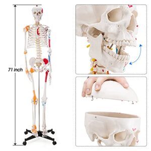 Ultrassist Human Skeleton Model, Life Size Anatomical Skeleton Replica with Spinal Nerves, Muscle Insertion and Origin Points, Joint Ligaments for Human Skeleton Anatomy Study, Includes Rolling Stand