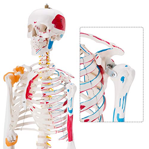 Ultrassist Human Skeleton Model, Life Size Anatomical Skeleton Replica with Spinal Nerves, Muscle Insertion and Origin Points, Joint Ligaments for Human Skeleton Anatomy Study, Includes Rolling Stand