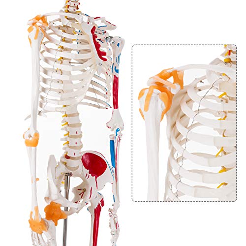 Ultrassist Human Skeleton Model, Life Size Anatomical Skeleton Replica with Spinal Nerves, Muscle Insertion and Origin Points, Joint Ligaments for Human Skeleton Anatomy Study, Includes Rolling Stand