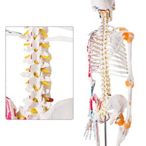 Ultrassist Human Skeleton Model, Life Size Anatomical Skeleton Replica with Spinal Nerves, Muscle Insertion and Origin Points, Joint Ligaments for Human Skeleton Anatomy Study, Includes Rolling Stand