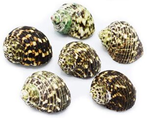 fsg - select 6 hermit crab shells large turbo changing seashells large 2"-3" size (opening size 7/8"- 1 1/4") natural