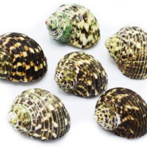 FSG - Select 6 Hermit Crab Shells Large Turbo Changing Seashells Large 2"-3" Size (Opening Size 7/8"- 1 1/4") Natural