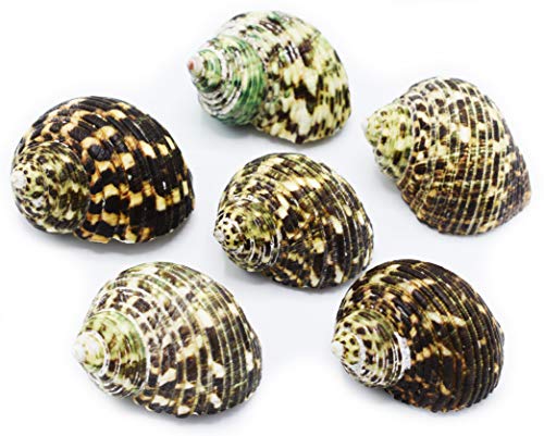 FSG - Select 6 Hermit Crab Shells Large Turbo Changing Seashells Large 2"-3" Size (Opening Size 7/8"- 1 1/4") Natural