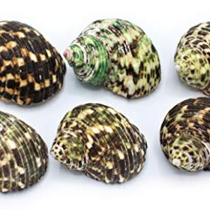 FSG - Select 6 Hermit Crab Shells Large Turbo Changing Seashells Large 2"-3" Size (Opening Size 7/8"- 1 1/4") Natural