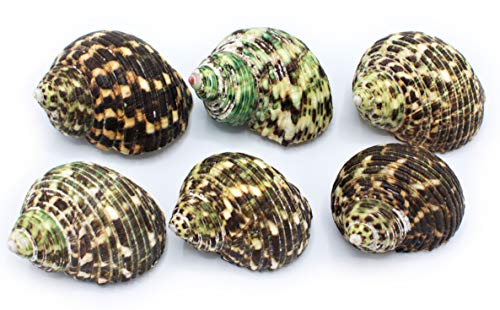 FSG - Select 6 Hermit Crab Shells Large Turbo Changing Seashells Large 2"-3" Size (Opening Size 7/8"- 1 1/4") Natural