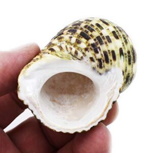 FSG - Select 6 Hermit Crab Shells Large Turbo Changing Seashells Large 2"-3" Size (Opening Size 7/8"- 1 1/4") Natural