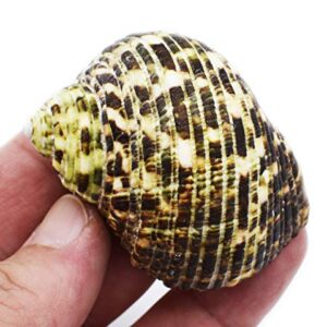 FSG - Select 6 Hermit Crab Shells Large Turbo Changing Seashells Large 2"-3" Size (Opening Size 7/8"- 1 1/4") Natural