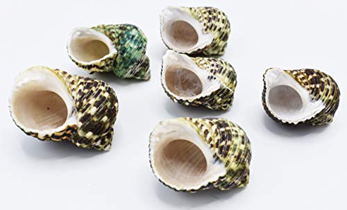 FSG - Select 6 Hermit Crab Shells Large Turbo Changing Seashells Large 2"-3" Size (Opening Size 7/8"- 1 1/4") Natural