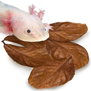 sungrow 10 pack axolotl indian almond leaves for aquarium, 5-inches, catappa leaf soothes pet’s slime skin, aquarium water conditioner leaves improves tank water quality, speeds up recovery process