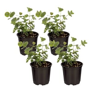 live aromatic and healthy herb - eucalyptus (4 per pack) - assorted varieties, natural air purifier, 10" tall by 3" wide