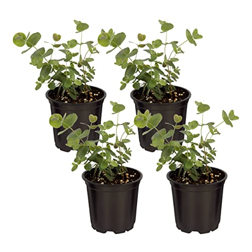 Live Aromatic and Healthy Herb - Eucalyptus (4 Per Pack) - Assorted Varieties, Natural Air Purifier, 10" Tall by 3" Wide