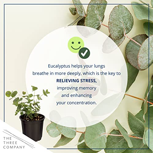 Live Aromatic and Healthy Herb - Eucalyptus (4 Per Pack) - Assorted Varieties, Natural Air Purifier, 10" Tall by 3" Wide