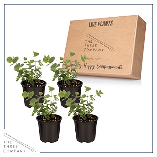 Live Aromatic and Healthy Herb - Eucalyptus (4 Per Pack) - Assorted Varieties, Natural Air Purifier, 10" Tall by 3" Wide