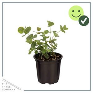 Live Aromatic and Healthy Herb - Eucalyptus (4 Per Pack) - Assorted Varieties, Natural Air Purifier, 10" Tall by 3" Wide