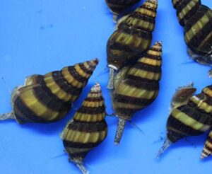 (10) pack of assassin snails live for aquarium pond or fish tank
