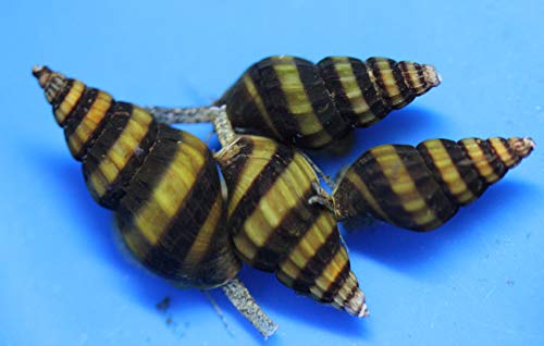 (10) Pack of Assassin Snails Live for Aquarium Pond or Fish Tank