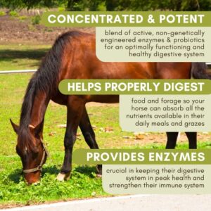 Wholistic Pet Organics Digest-All Plus: Horse Probiotics Powder - Equine Probiotics and Prebiotics with Digestive Enzymes - Equine Digestive Supplements for Gas, Constipation and Gut Health - 1 Lb