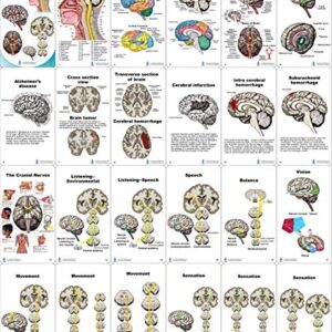 Brain Pocket Charts