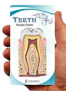 dental anatomy pocket charts,for dentist, oral hygienist, dental students