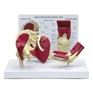 miniature hip, shoulder, knee & elbow joint model set | human body anatomy replica set of hip, shoulder, knee, & elbow joints for doctors office educational tool | gpi anatomicals