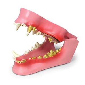 canine dental model | animal body anatomy replica of dog jaw w/common pathologies for veterinary office educational tool | gpi anatomicals