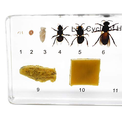 Lifecycle of a Honey Bee Embedded Specimen Paperweight Animal Science Classroom Embedding Specimens Taxidermy for Science Education