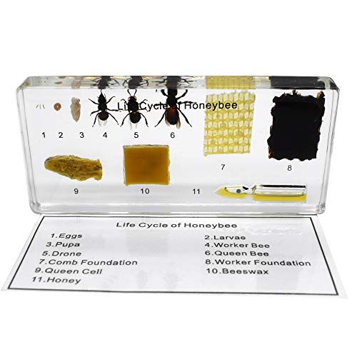 Lifecycle of a Honey Bee Embedded Specimen Paperweight Animal Science Classroom Embedding Specimens Taxidermy for Science Education