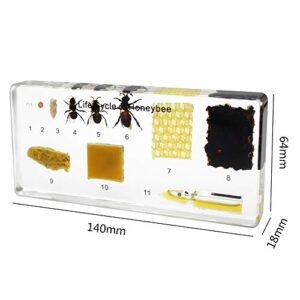 Lifecycle of a Honey Bee Embedded Specimen Paperweight Animal Science Classroom Embedding Specimens Taxidermy for Science Education