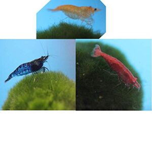 family of 12 mixed color live freshwater shrimp for aquarium or fish tank