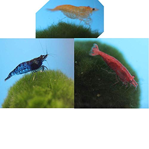 Family of 12 Mixed Color Live Freshwater Shrimp for Aquarium or Fish Tank