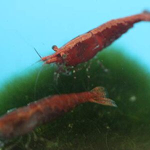 Family of 12 Mixed Color Live Freshwater Shrimp for Aquarium or Fish Tank