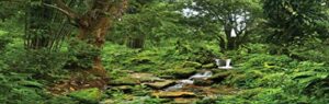 reptile habitat background; rain forest with stream, for bio deep 36lx18wx36h terrarium, 3-sided wraparound