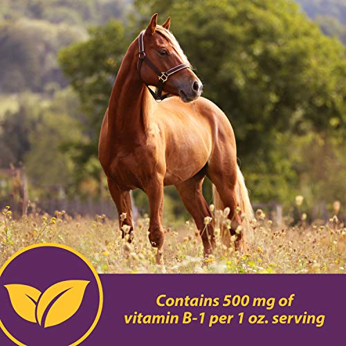 Horse Health Vita B-1 Crumbles Supplement for Horses, Supports Optimal Muscle Activity and Metabolism for Performance, 3 pounds, 48 Day Supply